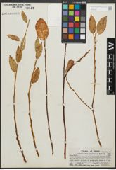 Foto von Salix pseudocordata Andersson